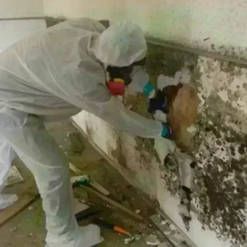 Mold Remediation and Removal in Porcupine, SD